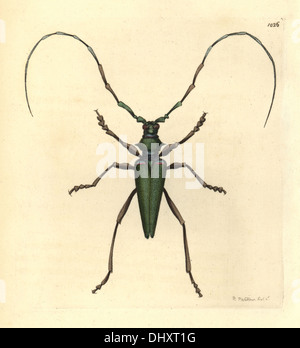Signora Capricorno beetle, Callichroma virens. Foto Stock