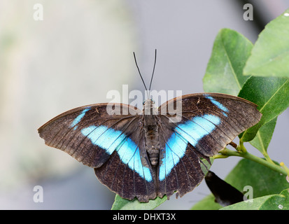 Farfalle esotiche: Tritonale Prepona (Archaeoprepona meandro) Foto Stock