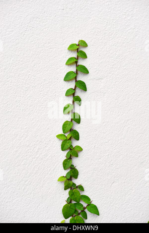 Ivy isolato su bianco Foto Stock