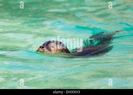 Foca nuotare in acqua pulita Foto Stock