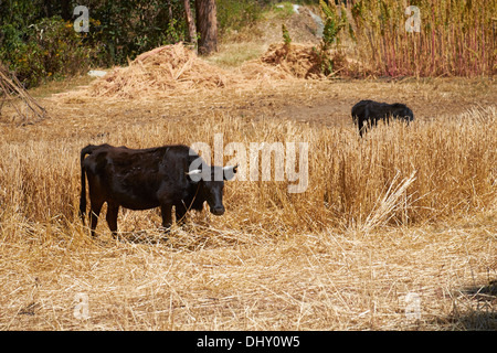 Vacche su terreni agricoli nelle Ande peruviane, Sud America. Foto Stock