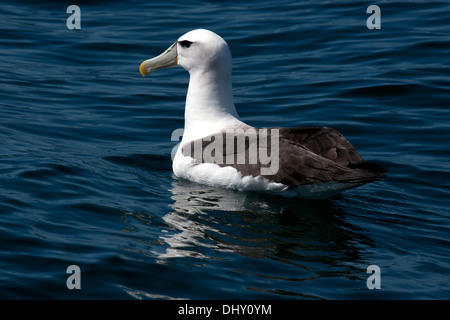 Un timido Mollymawk di subspieces bianco-capped Mollymawk Foto Stock