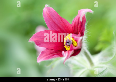 Molla singola rosso "Pasque Flower Foto Stock