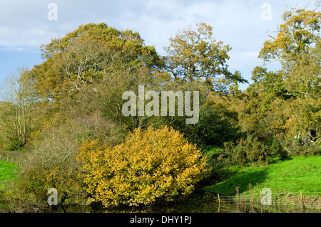 Paesaggio autunnale Sant Ilario, vicino Cowbridge, Vale of Glamorgan, Galles del Sud. Foto Stock