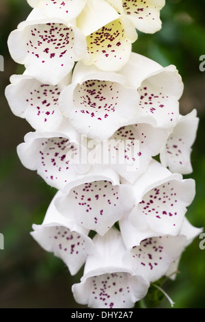 Digitalis purpurea. Foxglove comune i picchi di un giardino inglese. Foto Stock