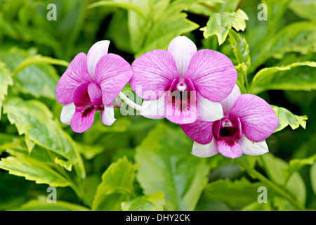 Zoom immagine orchidea viola in un giardino. Foto Stock