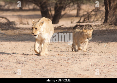 Leonessa africana e cub camminando nel deserto del Kalahari Foto Stock