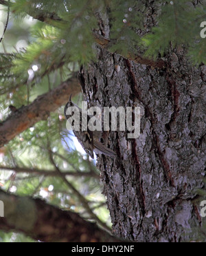 Superriduttore marrone sul tronco di albero di conifera in Wyoming Foto Stock