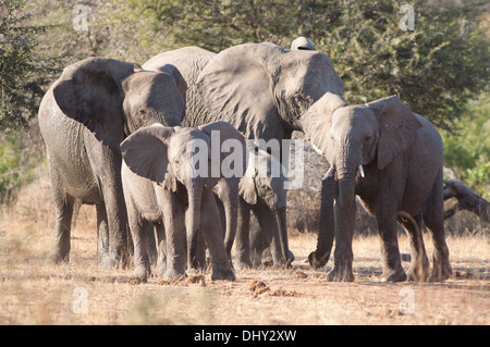 Bush africano una mandria di elefanti in Sud Africa Foto Stock