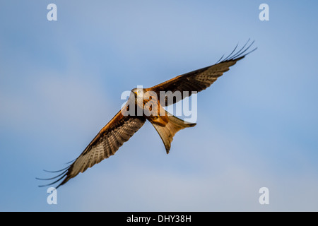 Nibbio reale (Milvus milvus) sulla testa in volo nel sole, REGNO UNITO Foto Stock