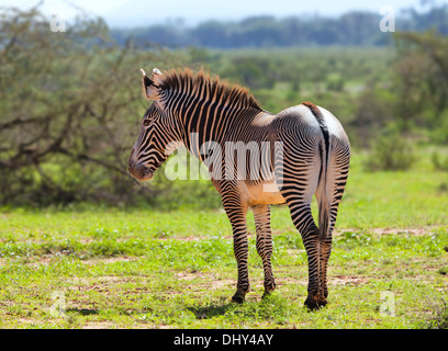 Grevy zebra (Equus grevyi), Samburu riserva nazionale, Kenya Foto Stock