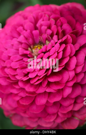 Immagine di un bel fiore della dalia rossa Foto Stock