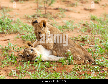 Lion (Pantera Leo), Samburu riserva nazionale, Kenya Foto Stock