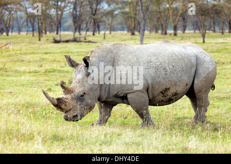 Rinoceronte bianco (Ceratotherium simum), il lago Nakuru National Park, Kenya Foto Stock