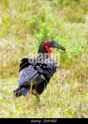 Massa meridionale Hornbill (Bucorvus leadbeateri) Il Masai Mara riserva nazionale, Kenya Foto Stock