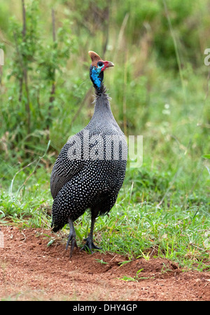 Helmeted Faraone (Numida meleagris), il Masai Mara riserva nazionale, Kenya Foto Stock