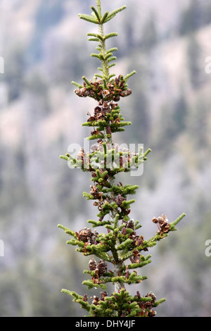 Fir subalpino nel Wyoming Foto Stock