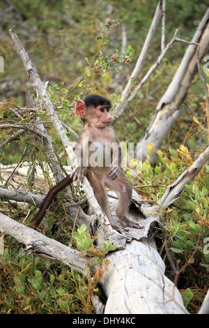 Babbuino oliva (papio anubis), Amboseli National Park, Kenya Foto Stock