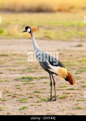 Grey Crowned Crane (Balearica regulorum), Amboseli National Park, Kenya Foto Stock