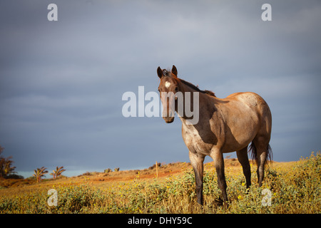 Basso Angolo di visione di un cavallo al sole del mattino con un cielo nuvoloso Foto Stock