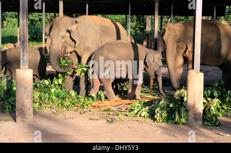 Pinnawala l'Orfanotrofio degli Elefanti, Sri Lanka Foto Stock