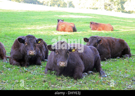 Vacche di nero che stabilisce in un campo, Runnymede Surrey in Inghilterra Foto Stock