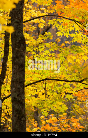 Alberi di acero in autunno Foto Stock