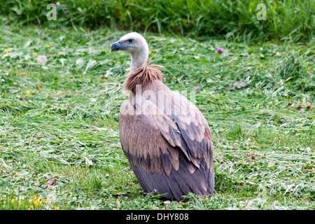 Avvoltoio sul terreno nei Pirenei spagnoli Foto Stock