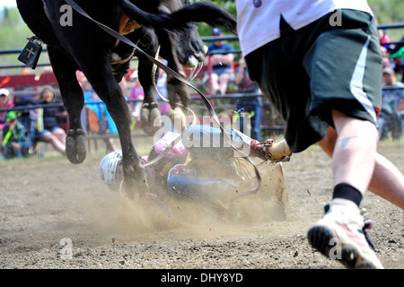 Un toro giovane pilota viene contrastato fuori il suo toro e si ritrova sotto il pounding zoccoli del suo supporto. Foto Stock