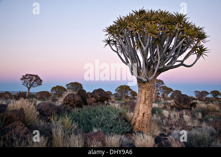 Quivertree vicino a Keetmanshoop Foto Stock