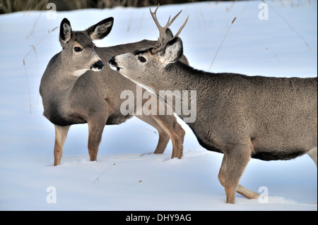 Mule Deer buck e una femmina del cervo di interagire gli uni con gli altri Foto Stock