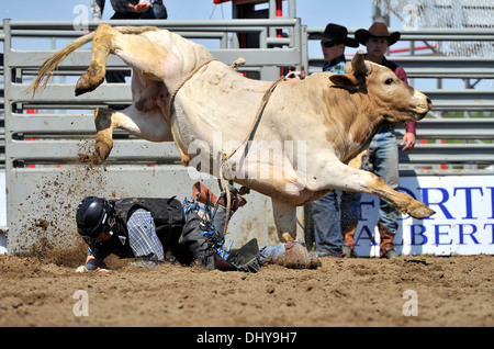 Un rodeo strappi bull salto in alto attraverso l'aria dopo la rimozione del bull rider Foto Stock