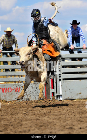 Un rodeo strappi bull strappi duri cercando di spostare il suo pilota al rodeo evento in Alberta Canada. Foto Stock