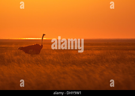 Struzzo al tramonto Foto Stock