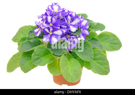 Saintpaulia fiore nel vaso di fiori isolati su sfondo bianco Foto Stock