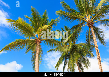 Tre alberi di palma contro un cielo blu Foto Stock