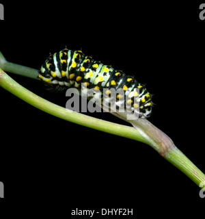 A coda di rondine nero butterfly caterpillar (Papilio polyxenes) sul ciuffo di aneto Foto Stock