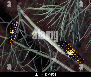 Nero due trattori a cingoli della farfalla dello swallowtail (Papilio polyxenes) alimentazione sulla pianta di aneto. Foto Stock