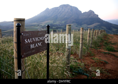 Un segno legge Sauvignon Blanc in Stellenbosch regione vinicola vicino a Città del Capo in Western Cape del Sud Africa Foto Stock