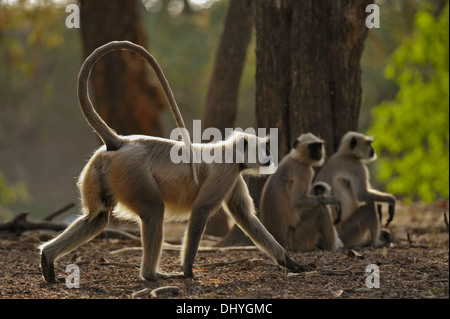 Una truppa di grigio scimmie Langur sul terreno nelle foreste di Ranthambhore Foto Stock