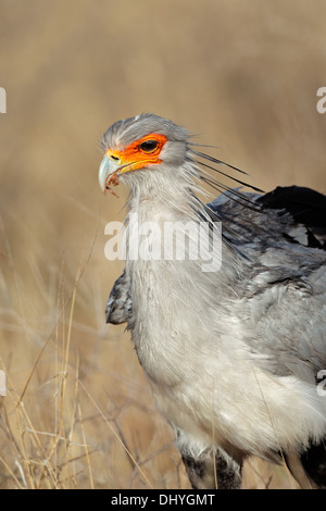 Ritratto di un segretario bird (Sagittarius serpentarius), il Kalahari, Sud Africa Foto Stock