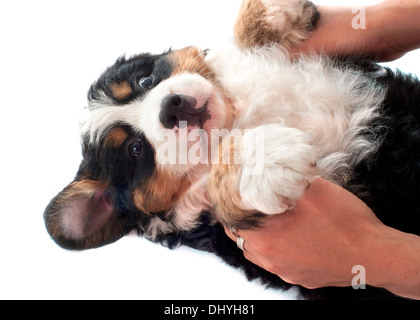 Ritratto di una razza Bovaro del Bernese di fronte a uno sfondo bianco Foto Stock