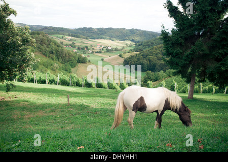 Paesaggio con vigneti e colline verdi Foto Stock