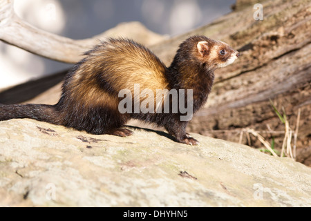 Polecat europea (mustela putorius) captive, UK. Inverno Foto Stock