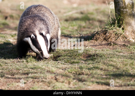 Adulto Badger rovistando nel bosco il Regno Unito Foto Stock
