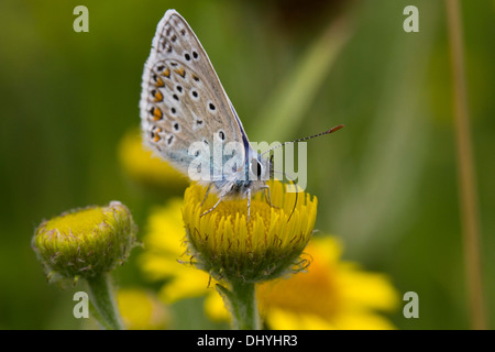 Comune di Blue Butterfly NEL REGNO UNITO (polyommatus icarus) Agosto Foto Stock