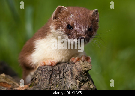 Ermellino (Mustela erminea) REGNO UNITO Foto Stock