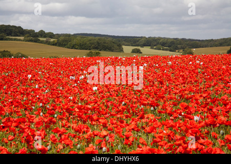 Papavero (Papaver somniferum) coltivate nel Regno Unito Foto Stock