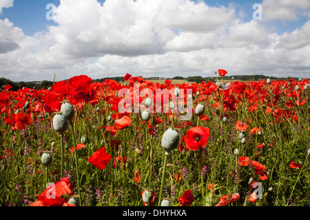 Papavero (Papaver somniferum) coltivate nel Regno Unito Foto Stock