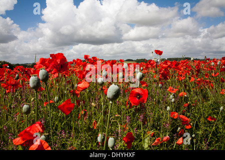 Papavero (Papaver somniferum) coltivate nel Regno Unito Foto Stock